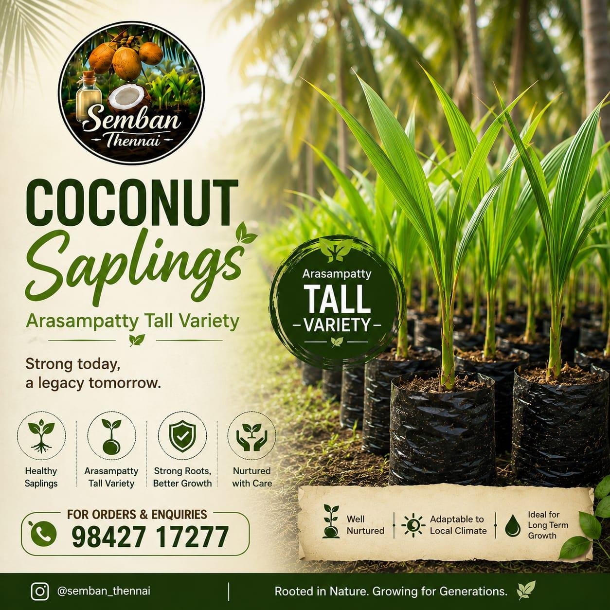 Coconut Saplings